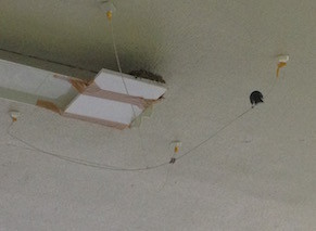 f:id:Magnoliarida:20160608191617j:image