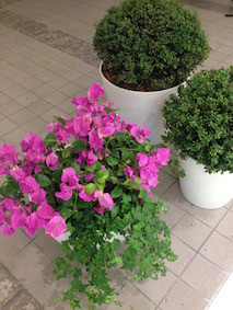 f:id:Magnoliarida:20160725150745j:image