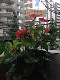 f:id:Magnoliarida:20160822122504j:image