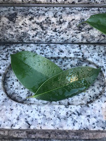 f:id:Magnoliarida:20161231233820j:image