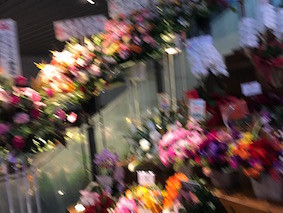 f:id:Magnoliarida:20170115224429j:image