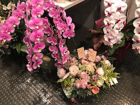 f:id:Magnoliarida:20170131001509j:image