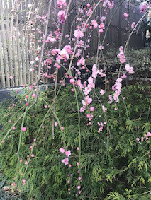 f:id:Magnoliarida:20170201153226j:image