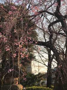 f:id:Magnoliarida:20170327003515j:image