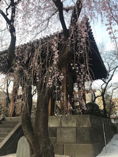 f:id:Magnoliarida:20170327003845j:image