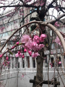 f:id:Magnoliarida:20170408235054j:image