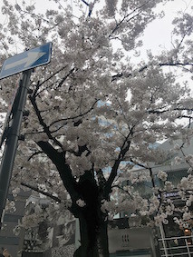 f:id:Magnoliarida:20170408235104j:image