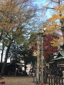 f:id:Magnoliarida:20171126222243j:image