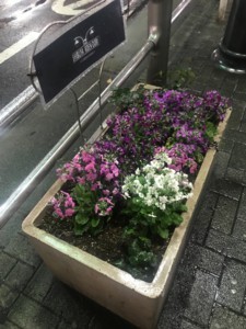 f:id:Magnoliarida:20180305224310j:image