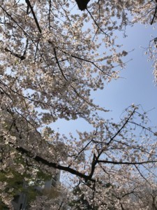 f:id:Magnoliarida:20180328172447j:image