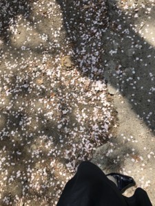 f:id:Magnoliarida:20180328172502j:image