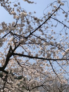 f:id:Magnoliarida:20180328172515j:image