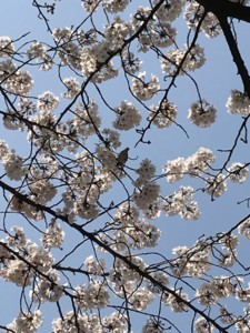 f:id:Magnoliarida:20180328172804j:image