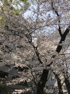 f:id:Magnoliarida:20180328172816j:image