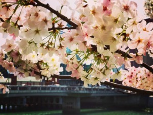 f:id:Magnoliarida:20180328172852j:image