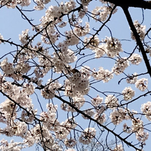 f:id:Magnoliarida:20180328185955j:image