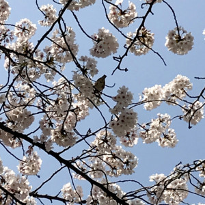 f:id:Magnoliarida:20180328190001j:image