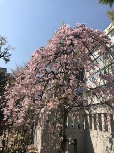 f:id:Magnoliarida:20180331223502j:image