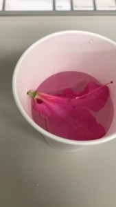 f:id:Magnoliarida:20180420003517j:image