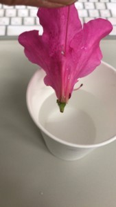 f:id:Magnoliarida:20180420003518j:image