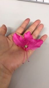 f:id:Magnoliarida:20180420003522j:image