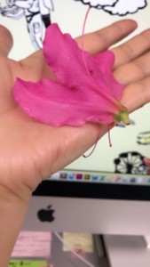 f:id:Magnoliarida:20180420003530j:image