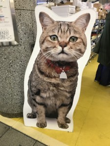 f:id:Magnoliarida:20180421231243j:image