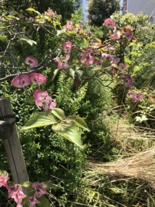 f:id:Magnoliarida:20180424174336j:image