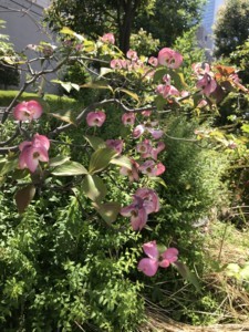 f:id:Magnoliarida:20180424174350j:image