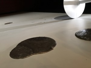 f:id:Magnoliarida:20180609013640j:image f:id:Magnoliarida:20180609013640j:image