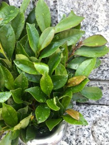 f:id:Magnoliarida:20180703033206j:image