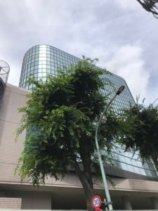 f:id:Magnoliarida:20180708044823j:image