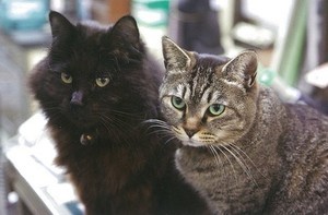 f:id:Magnoliarida:20180912013218j:image