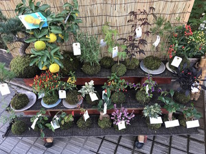 f:id:Magnoliarida:20181026141622j:image