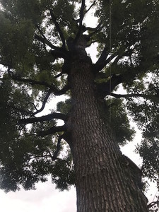 f:id:Magnoliarida:20190107004939j:image