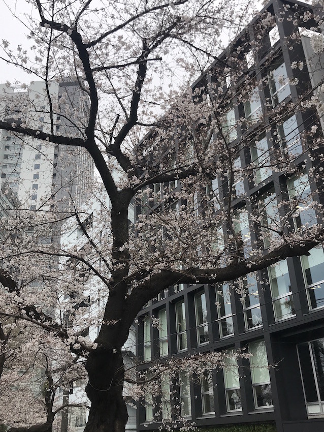 f:id:Magnoliarida:20190327173538j:plain