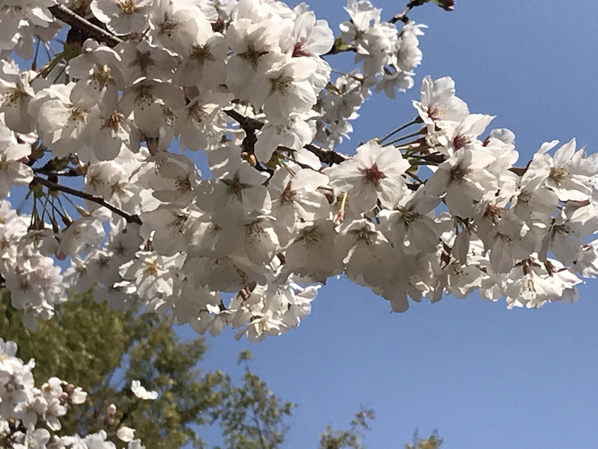 f:id:Magnoliarida:20190327173548j:plain