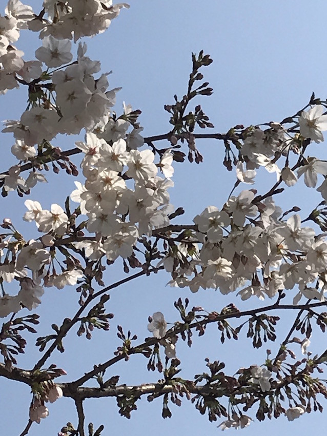 f:id:Magnoliarida:20190327173601j:plain