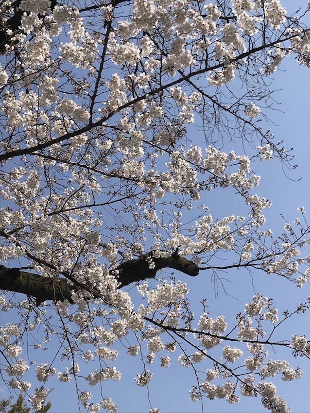 f:id:Magnoliarida:20190327173604j:plain