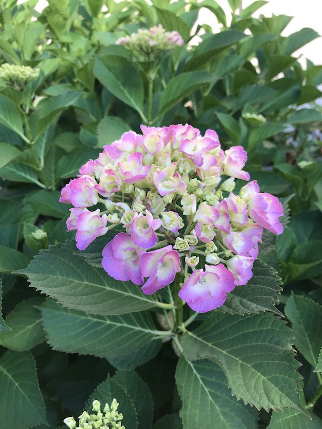f:id:Magnoliarida:20190528115612j:plain