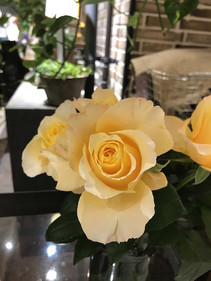 f:id:Magnoliarida:20190619162406j:plain f:id:Magnoliarida:20190619162406j:plain