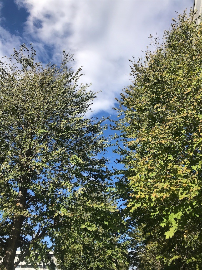 f:id:Magnoliarida:20191014004159j:image f:id:Magnoliarida:20191014004159j:image