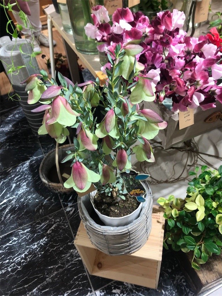 f:id:Magnoliarida:20200301185933j:image