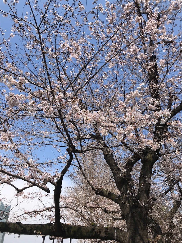 f:id:Magnoliarida:20200323142624j:image