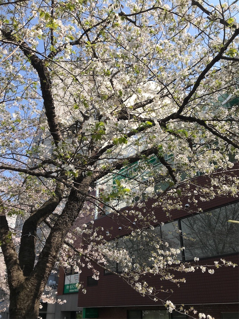 f:id:Magnoliarida:20200323142651j:image