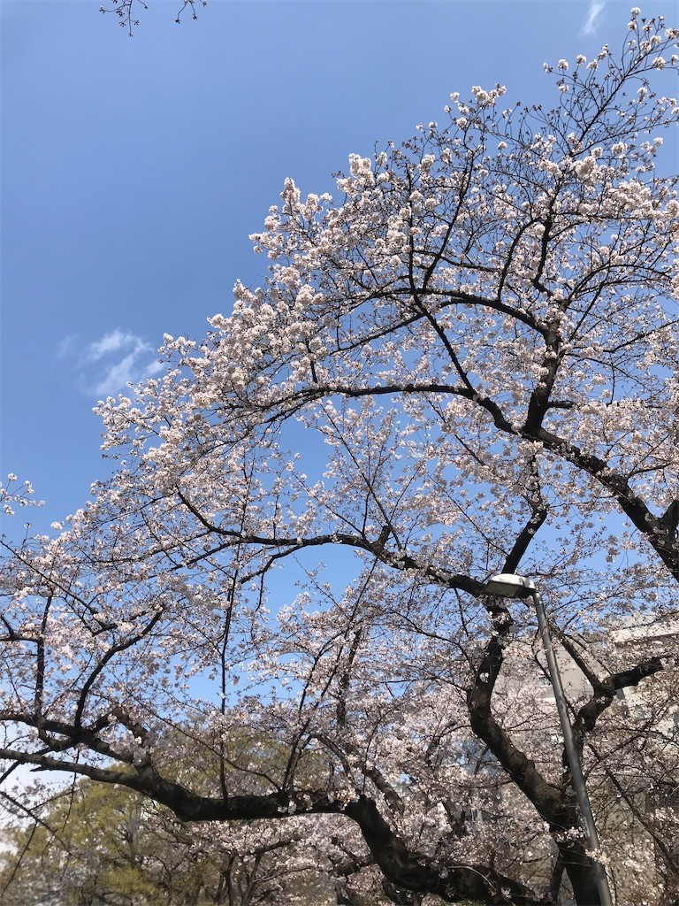 f:id:Magnoliarida:20200323142705j:image