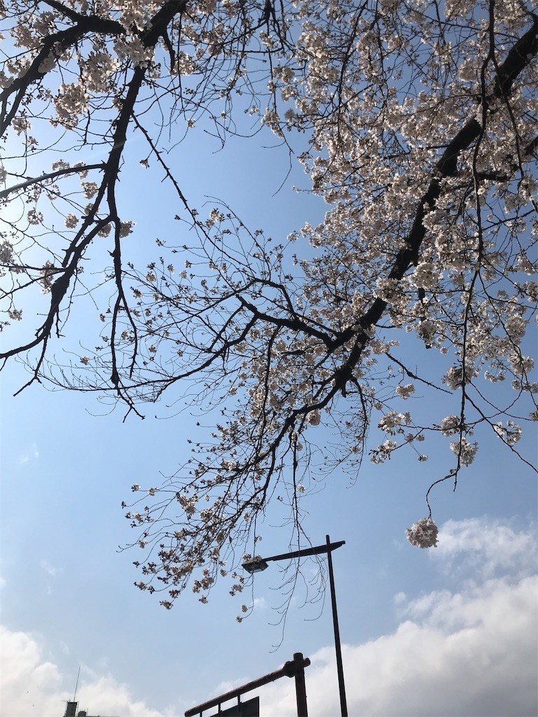f:id:Magnoliarida:20200323142711j:image