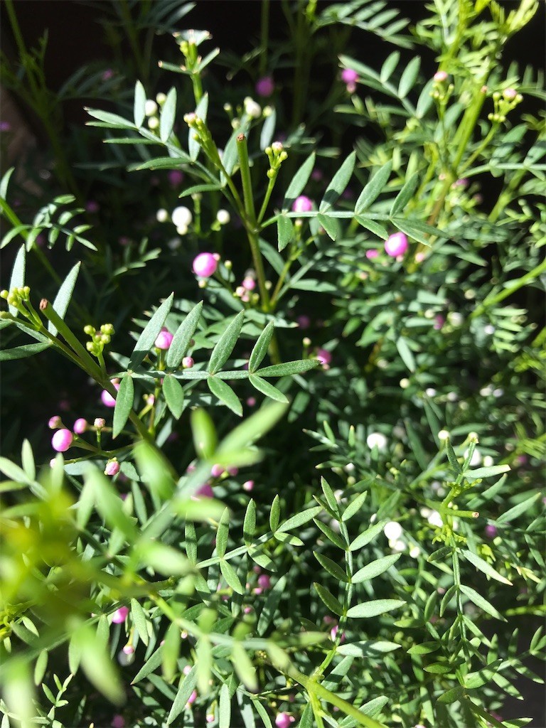 f:id:Magnoliarida:20200410114309j:image f:id:Magnoliarida:20200410114309j:image