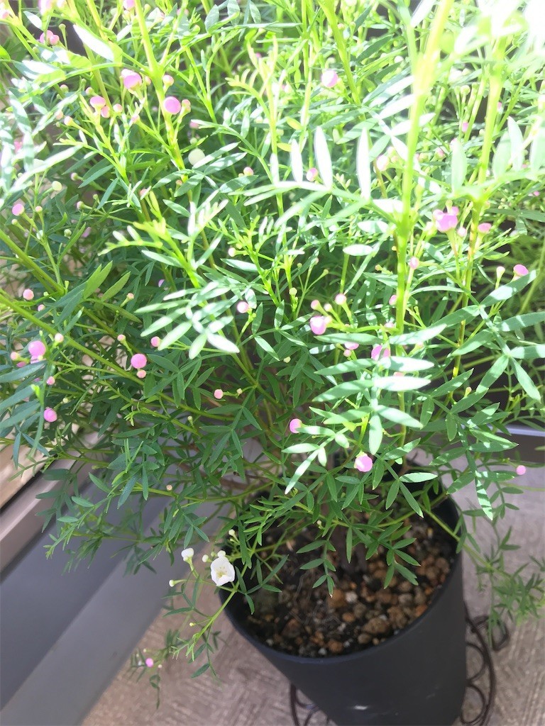 f:id:Magnoliarida:20200410114314j:image f:id:Magnoliarida:20200410114314j:image