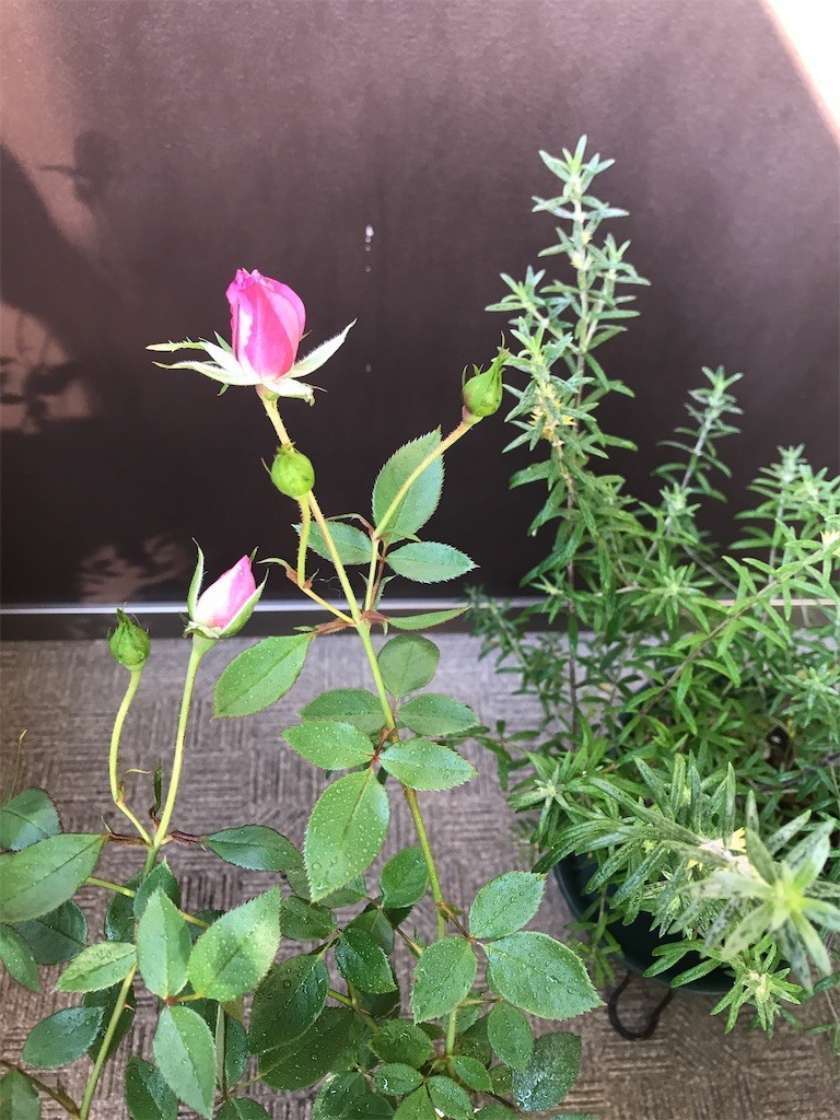 f:id:Magnoliarida:20200429201920j:image